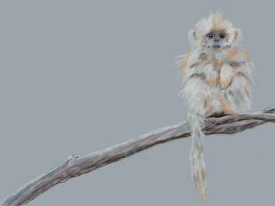 blue_nose_monkey