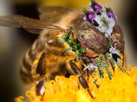 Bee with midacloprid Mask