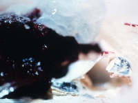 tigero